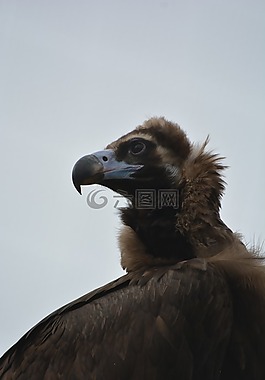 兀鷲,鳥,捕食鳥