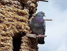 鴿子,鴿棚,鳥