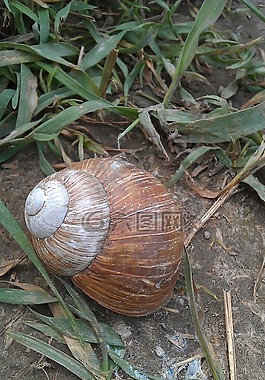 蝸牛,殼,動物
