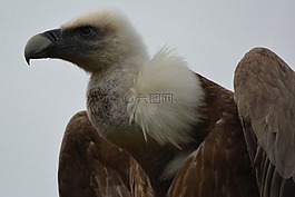 兀鷲,鳥,捕食鳥