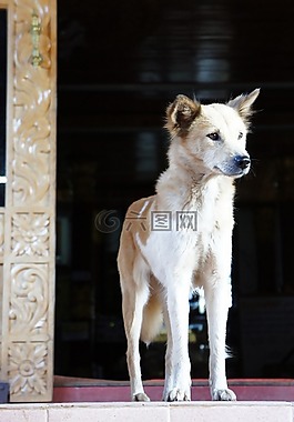 狗,白,毛皮