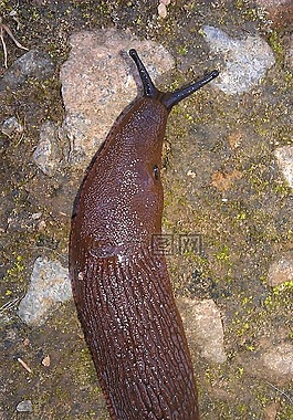 蛞蝓,爬行動(dòng)物,慢慢地