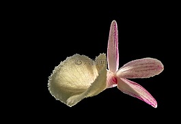 蘭花,開(kāi)花,花