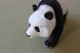 動物,熊,熊貓