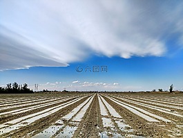 風(fēng),棉田,土地