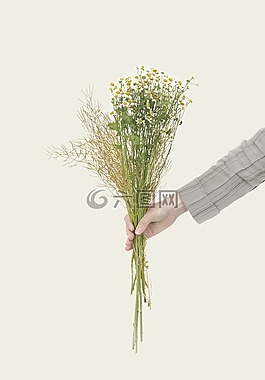 花束,鮮花,自然