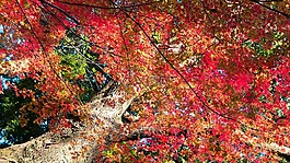 秋季,葉,大自然