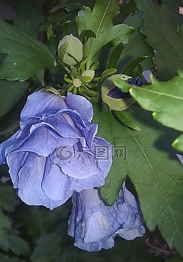 鮮花,藍色,性質(zhì)