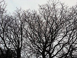 樹概述,天空,黃昏