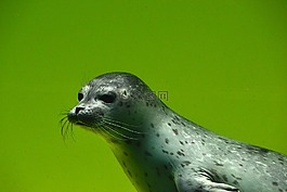 密封,動物,性質(zhì)