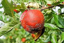 蘋果,水果,懶惰