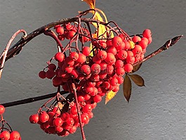 水果,性質,食品