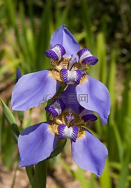 鳶尾花,花,花的