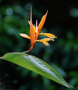 花,芽,花的