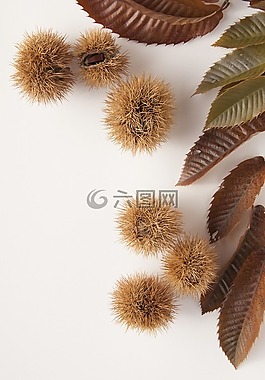 甜栗子,栗子,性質(zhì)