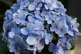 绣球,花,蓝色
