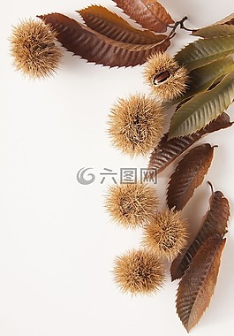 甜栗子,栗子,性質(zhì)