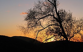 樹,日出,景觀