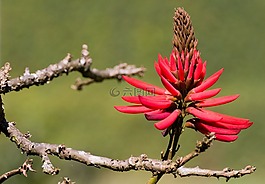 花,枝杈,樹