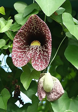 蘭花,花,植物區(qū)系