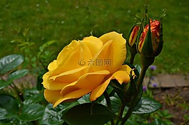 性質(zhì),花園,鮮花