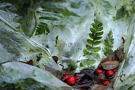 葉子,紅果,枯葉