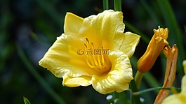 花,日礼来公司,百合