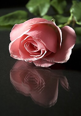 玫瑰,花,花瓣