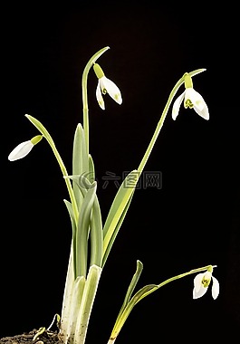 青春的,花卉,花