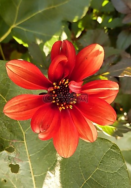 叶子,花,橙色
