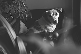 黑色,白,狗