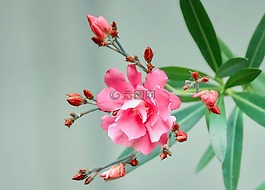 花,植物,粉红色