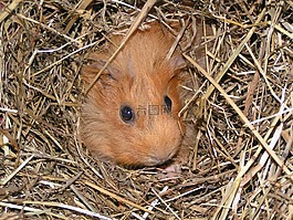 豚鼠,動(dòng)物,秸稈