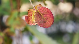 葉,自然,植物區(qū)系