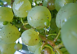 葡萄,水果,白