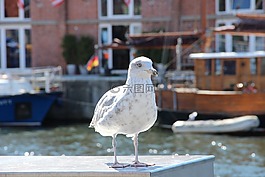 海鷗,鳥,羽毛