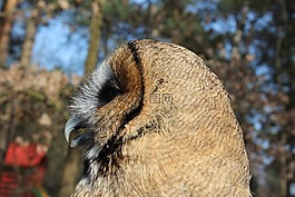 貓頭鷹,鳥,鷹獵