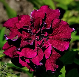花,紫色,自然
