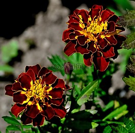 花,棕色,黄色