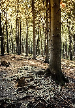 樹,森林,根