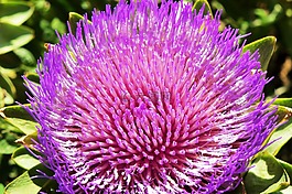 菊芋,花,蔬菜