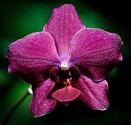 蘭花,花,紫色