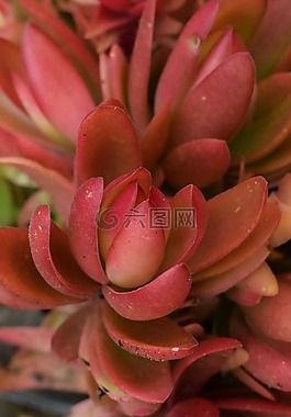 仙人掌,植物,自然