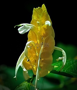 花,花的,自然