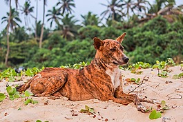 自然,動物,海濱