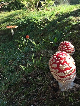 飛木耳,蘑菇,森林