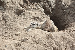 獴,suricata suricatta,meercat