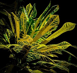 葉,植物,自然
