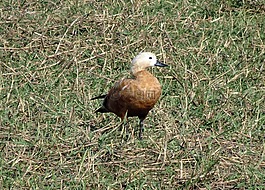 红麻,tadorna ferruginea,到鸭子