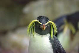 企鵝,鳳冠企鵝,動物園